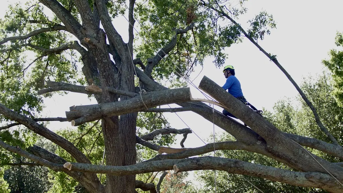 Professional Hazardous Tree Removal performed by certified arborists in Smithwick
