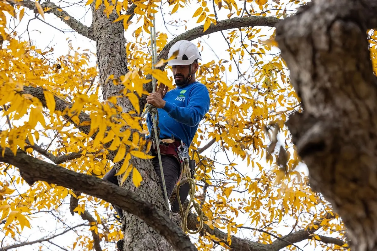 Skilled Storm Damage Cleanup crew working in Smithwick
